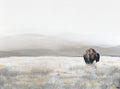 "Lone Bison" Print on Artisan Archival Canvas