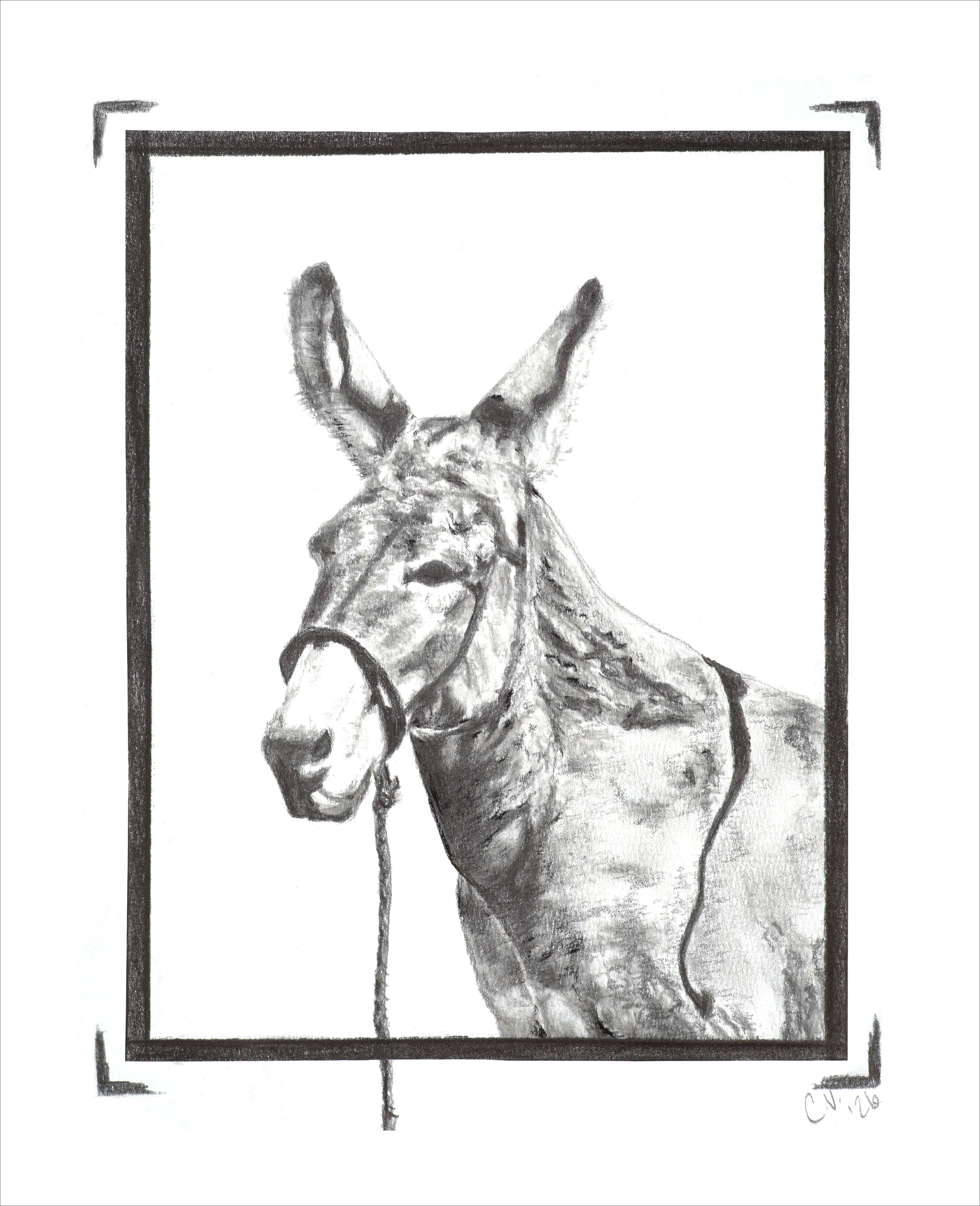 "Burro" Print on Archival Fine Art Paper