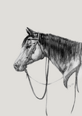 "Open Range" Print on Archival Fine Art Paper